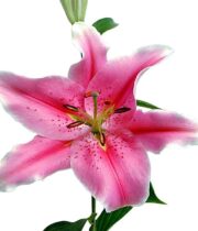 Lily Oriental, Sorbonne-light Pink