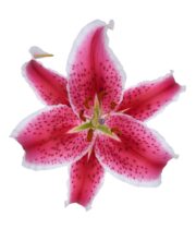 Lily Oriental, Starfighter-hot pink