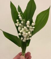 Lily Of The Valley-white