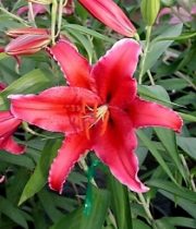 Lily Oriental, Sumatra-burgundy