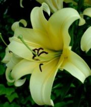 Lily Sonata, Yelloween-yellow