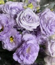Lisianthus-lavender