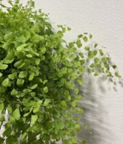 Maiden Hair Fern