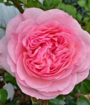Rose Garden, Mariatheresia-SA