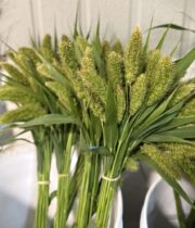 Millet-mini green