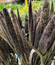 Millet, Purple Majesty