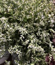 Misty Limonium-white