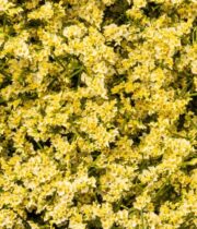Misty Limonium-yellow