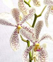 Orchid, Mokara-white