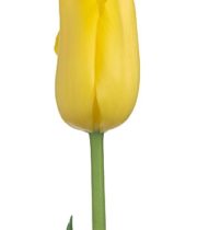 Tulips, French-yellow