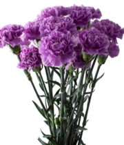 Carnations, Moonaqua-lavender