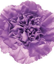 Carnations, Moonlite-light Purple