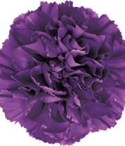 Carnations, Moonshade-purple