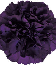 Carnations, Moonvista-plum/black