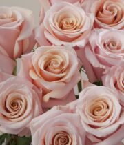 Rose, Mother of Pearl-SA