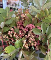 Mountain Ash Berries-pink