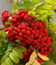 Mountain Ash Berries-red