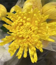 Mum, Disbud Spider-yellow