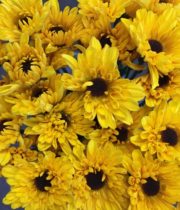 Mums, Spray-Novelty-Sunflower-yellow