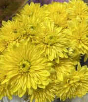 Mums, Spray-Cushion-yellow