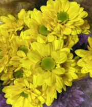 Mums, Spray-Daisy-yellow