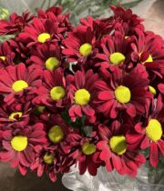 Mums, Spray-Daisy-red