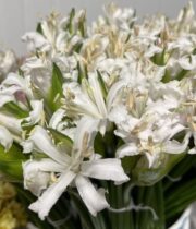Lily Nerine-white