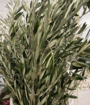 Olive Branches, XL