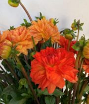 Dahlias, Field-orange