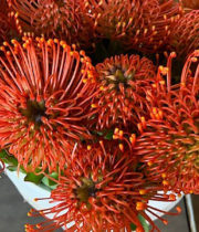 Protea, Pincushion-orange