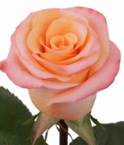 Rose, Orange Unique-SA