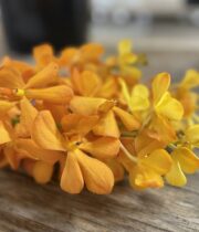 Orchid, Mokara-orange