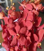 Orchid, Mokara-red