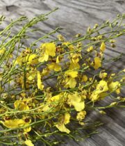 Orchid, Oncidium-yellow