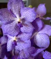 Orchid, Vanda single stem-purple