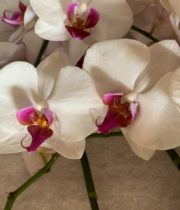 Phalaenopsis Spray-white/fuchsia