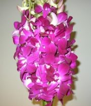 Orchid, Dendrobium-Sabine-purple