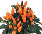 Peppers, Ornamental-orange