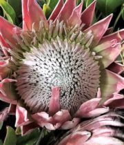 Protea, King-pink