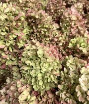 Hydrangea, Paniculata-pink