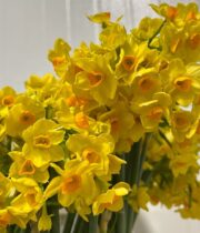 Daffodils, Paperwhite-yellow