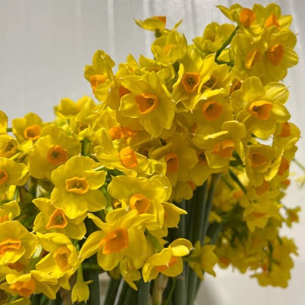 Yellow Paperwhite Daffodils - Florabundance Wholesale Flowers