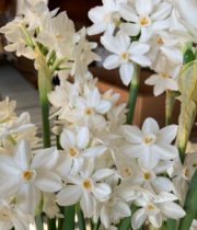 Narcissus, Paperwhite-white
