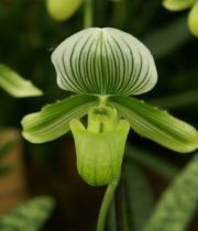 Orchid, Lady Slipper-green/white