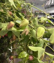 Passion Flower Vine