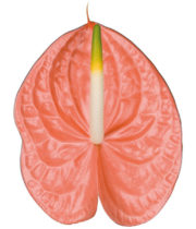 Anthurium, Large-peach