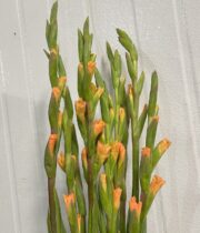 Gladiolus-peach