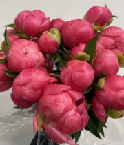 Peony, Coral Charm-coral