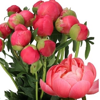 Peony Coral Charm
