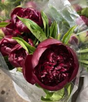 Peony-red/burgundy (import)